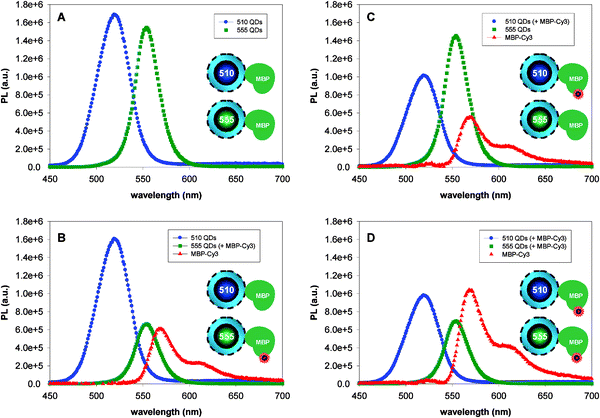 A QD-dye pair system using two QD donors and a Cy3 acceptor; all spectra are deconvoluted. (A) Spectra of 510-nm and 555-nm emitting QDs, no Cy3 present. (B) Spectra of 510-nm QDs (without dye) and 555-nm QDs (four Cy3 per QD) are shown. (C) Reverse configuration using 510-nm QD-MBP-Cy3 and 555-nm QD-MBP (no dye). (D) Spectra collected from of solutions where both 510-nm and 555-nm QDs have 4 MBP-Cy3 per QD out of the total 15 MBP/QD. Schematics representation of the labeled and unlabeled QD conjugates are shown in the insets. Figure partially adapted from ref. 42, with permission from the American Chemical Society.