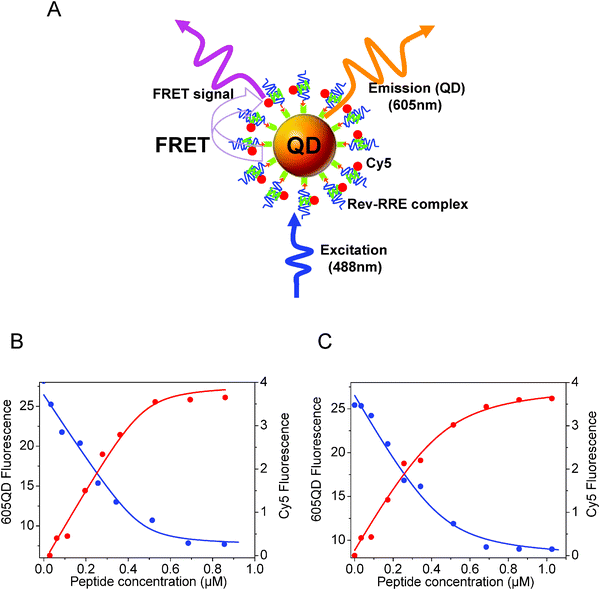 (A) Schematics of the QD-oligonucleotide conjugates used to account for the recognition of Rev peptide by RRE based on FRET between 605-nm emitting QDs and Cy5. (B) Effects of increasing Rev peptide concentration on the QD (blue circles) and Cy5 (red circles) PL signals. (C) Similar titration in the presence of neomycin B. Figure partially reproduced from ref. 52, with permission from the American Chemical Society, and kindly provided by Zhang and Johnson.