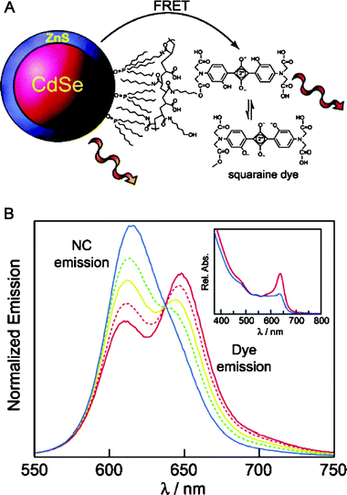 (A) Schematic of a pH sensor constructed from CdSe–ZnS QDs coupled to a pH-sensitive squaraine dye. FRET rate is modulated by the environment as the dye's absorption varies as a function of pH. (B) Changes in the emission profile of a QD-squaraine dye conjugate as a function of pH (red 6.0; orange 7.0; yellow 8.0; green 9.0; and blue 10); sample excited at 380 nm. The normalized spectra show pH dependence with an isosbestic point at 640 nm. Absorbance of the dye is suppressed at basic pHs as shown in the inset. Partially reproduced from ref. 60, with permission from the American Chemical Society. Figure kindly provided by D. Nocera.