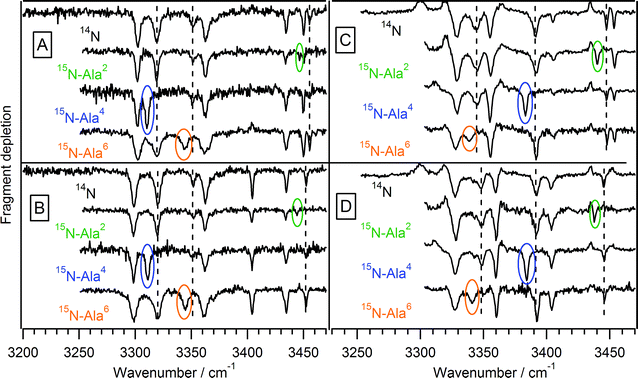 Infrared-ultraviolet double resonance spectra of isotopically substituted Ac-Phe-(Ala)5-Lys-H+. For each conformer, the unsubstituted peptide spectrum is shown at the top, with the singly-substituted peptides shown underneath. The shifted peaks are circled, while a dashed line shows the position of those transitions in the unsubstituted peptide.