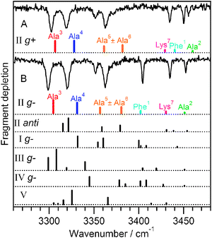 Comparison between experimental and calculated spectra for conformers A and B of Ac-Phe-(Ala)5-Lys-H+. The best-matching calculated spectra are presented directly under each experimental spectrum and both have backbone II, C10–C10–C10–C13. They differ by the Phe ring orientation. Calculated spectra belonging to other conformers are shown below for comparison.