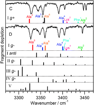 Comparison between experimental and calculated spectra for conformers C and D of Ac-Phe-(Ala)5-Lys-H+, from which the gains were removed by subtracting spectra of conformers A and B. The best-matching calculated spectra are presented directly under each experimental spectrum and both have backbone I, C10–C10–C13–C13. They differ by the phenylalanine ring orientation. Calculated spectra belonging to other conformers are shown below for comparison.