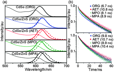 (a) Absorption (thin line) and emission (thick line) spectra of CdSe and CdSe/ZnS nanocrystals soluble in chloroform and of AET-, MPO-, and MPA-capped CdSe/ZnS nanocrystals soluble in water. The dashed line denotes the emission spectra of nanocrystal aggregates on a glass substrate; (b) (top) PL decay of organic-soluble (ORG) CdSe/ZnS nanocrystals in chloroform and AET-, MPO-, and MPA-capped CdSe/ZnS nanocrystals in water; (bottom) PL decay of organic- and water-soluble CdSe/ZnS nanocrystal aggregates on a glass substrate.