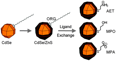 Preparation of organic-soluble (ORG) CdSe/ZnS nanocrystals and water-soluble CdSe/ZnS nanocrystals by ligand exchange with 2-aminoethanethiol (AET), 3-mercaptopropanol (MPO), and 3-mercaptopropinic acid (MPA).