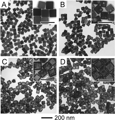 
          TEM images of the Ag nanocubes and Au–Ag nanocages used in this study. The scale bars in the insets are 100 nm. Nanocubes with an edge length of 45 ± 6 nm are shown in (A). These particles served as templates for the production of the Au–Ag nanocages. Nanocages with an LSPR of 525 nm and a composition of 85% Ag and 15% Au are shown in (B); nanocages with an LSPR of 685 nm and a composition of 45% Ag and 55% Au are shown in (C); nanocages with an LSPR of 760 nm and a composition of 9% Ag and 91% Au are shown in (D). TEM images of the nanocages with an LSPR of 585 nm and a composition of 73% Ag and 27% Au can be found in the ESI.