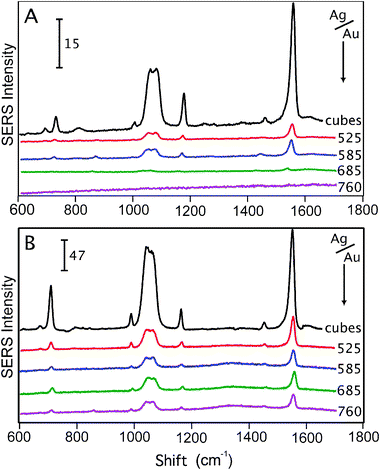The SERS spectra of 1,4-benzenedithiol (1,4-BDT) taken from Ag nanocubes (labeled ‘cubes’ in the Figure) and nanocages where the wavelength (in nm) next to each spectrum indicates the LSPR of the nanocage sample. The spectra in (A) are from a 514 nm excitation source and in (B) a 785 nm excitation was used. The composition of the Au–Ag nanocages is governed by Au at longer wavelength LSPRs. The SERS spectra show the clear dominance of composition on the SERS intensity of a Au–Ag nanocage where the presence of more Ag increases the SERS intensity regardless of the LSPR. For the 514 nm excitation, the SERS signal decreases rapidly with increasing Au concentration in contrast to the 785 nm excitation. The SERS spectra are normalized for differences in concentration. The number and scale bar in each graph corresponds to ADU mW−1 s−1.