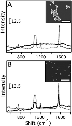 The SERS spectra of 1,4-benzenedithiol (1,4-BDT) recorded from a Au colloid (A) and a Ag colloid (B) with 514 nm excitation (solid line) and 785 nm excitation (dotted line). The insets show SEM images of the particles, where the scale bars represent 300 nm. For the Au colloid (LSPR 530 nm), no SERS spectrum was detected with 514 nm excitation due to the presence of interband excitations which have an edge at ∼2.5 eV (500 nm) for Au. With 785 nm excitation the SERS spectrum was readily detectable. For the Ag colloidal both excitation wavelengths gave detectable signals.