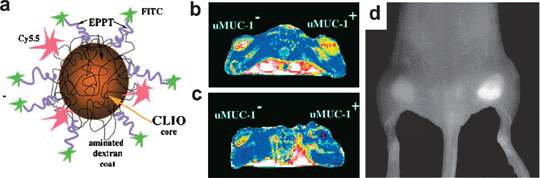 (a) The scheme of the probe. Representative T2 maps of the animals bearing underglycosylated mucin-1 antigen (uMUC-1)-negative (U87) and uMUC-1-positive (LS174T) tumors on their legs (b) before and (c) 24 h after the intravenous injection of the probe. (d) Near-infrared fluorescence (NIRF) image of mouse bearing bilateral underglycosylated mucin-1 antigen (uMUC-1)-negative (U87) and uMUC-1-positive (LS174T) tumors. Reproduced with permission from ref. 12.