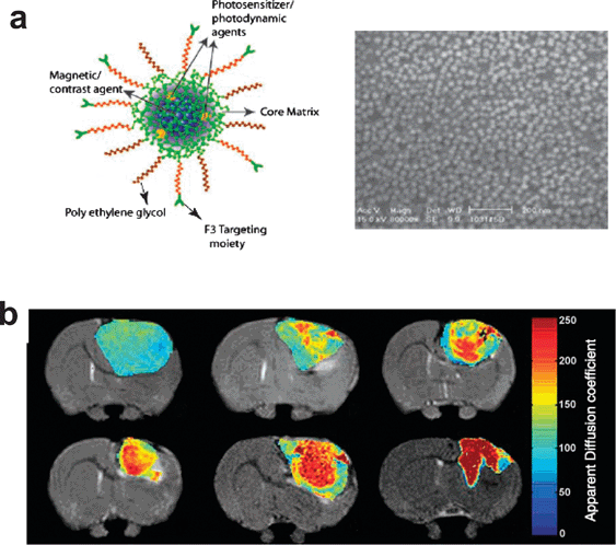 (a) Schematic representation and characterization of a multifunctional nanoparticle. (b) T2-weighted magnetic resonance images. Reproduced with permission from ref. 45.