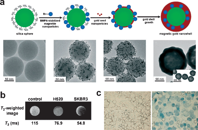 (a) Synthesis of the magnetic gold nanoshells (Mag-GNS). (b) T2-weighted MR images of control SKBR3 cells, HER2/neu-negative H520 cells incubated with Mag-GNS-AbHER2/neu, and HER2/neu-positive SKBR3 cells incubated with Mag-GNS-AbHER2/neu; the corresponding T2 relaxation times are indicated. (c) Optical microscope images of control SKBR3 cells and SKBR3 cells incubated with Mag-GNS-AbHER2/neu after irradiation at a power of 80 mW and subsequent staining. Reproduced with permission from ref. 56.