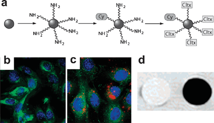 (a) Schematic diagram of the surface modification and preparation of SPIO-chlorotoxin-Cy5.5 conjugates. Confocal fluorescent images of 9L cells cultured with (b) control SPIO-Cy5.5 and (c) SPIO-chlorotoxin-Cy5.5. (d) MR phantom image of 9L cells cultured with control SPIO-Cy5.5 (left) and SPIO-chlorotoxin-Cy5.5 (right) and embedded in agarose (4.7 T, spin-echo pulse sequence, TR 3000 ms, TE 15 ms). Reproduced with permission from ref. 15.
