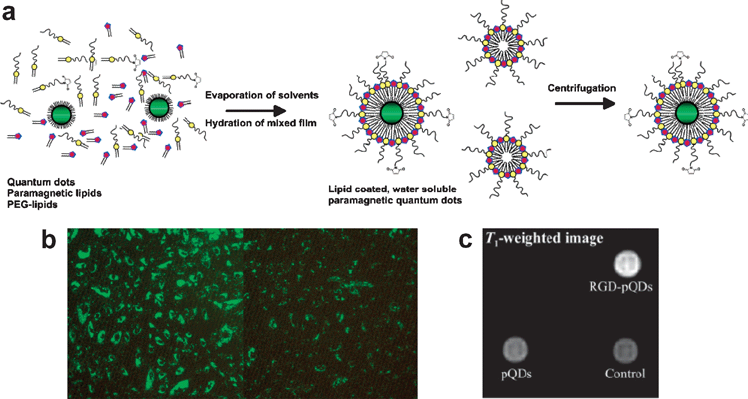 (a) Schematic representation of the preparation of QDs with a paramagnetic micellular coating. (b) Fluorescence microscopy of HUVEC incubated with RGD-pQDs and bare pQDs. (c) T1-weighted image of cells that were incubated with RGD-pQDs, pQDs, or without contrast agent. Reproduced with permission from ref. 28.