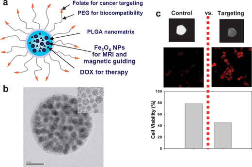 (a) Multifunctional nanomedical platforms. (b) TEM images of PLGA(SPIO/DOX) nanoparticles embedded with Fe3O4 nanocrystals. (c) Control vs. targeting. Reproduced with permission from ref. 40.