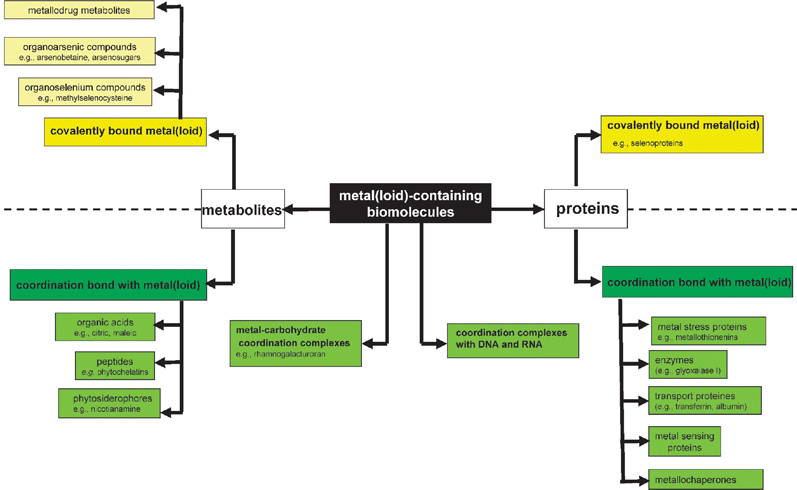 Metallome: the different classes of metal species in biological environment.