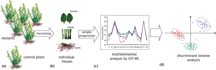 A schematic representation of a high-throughput ionomics experiment (search for the metal distribution—gene correlations). (a) Mutants and wild-type plants are grown to the same size under standardized conditions and are harvested at the same time. (b) Equivalent amounts and parts of plant tissues are sampled. (c) Multielement analysis of digested samples is carried out using ICP-MS and/or ICP -AES to identify changes in ionomes. (d) Data are collated and analyzed in order to correlate changes in ionome with a genome modification. According to ref. 23 and 76.