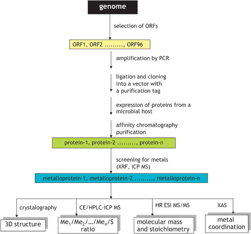 
            In vitro workflow for metalloproteomics based on structural genomics approach. Adapted from ref. 82.