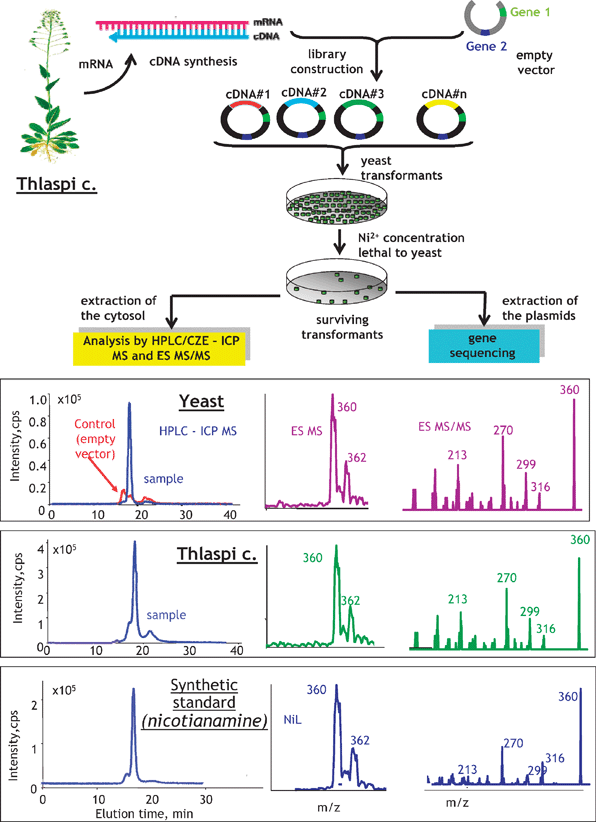 Search for a metal-relevant gene by a combination of mass spectrometric metallometabolite identification and molecular cloning by complementation on a toxic medium. The example concerns a search for a gene relevant to the Ni-transport in Thlaspi caerulescence. Adapted from ref. 89.