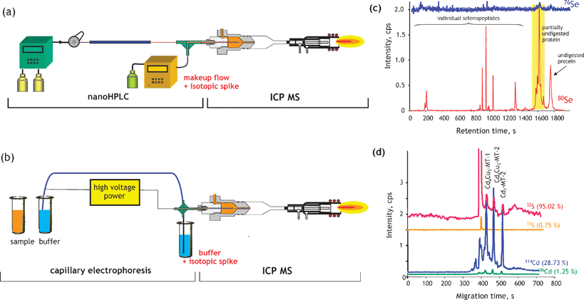 Quantitative determination of metal(loid) species by species-unspecific post-column isotopic dilution. (a) Scheme of an HPLC-ICP MS experimental setup; (b) scheme of a capillary electrophoresis LC-ICP MS experimental setup; (c) determination of the tryptic digestion efficiency of Se–calmoduline by nanoHPLC-ICP MS;113 (d) determination of the Cd-metallothionein stoichiometry by capillary electrophoresis-ICP MS.87