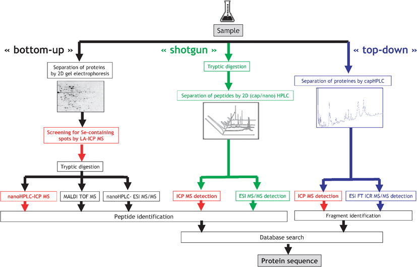 Element-specific detection in proteomic canonical protocols.