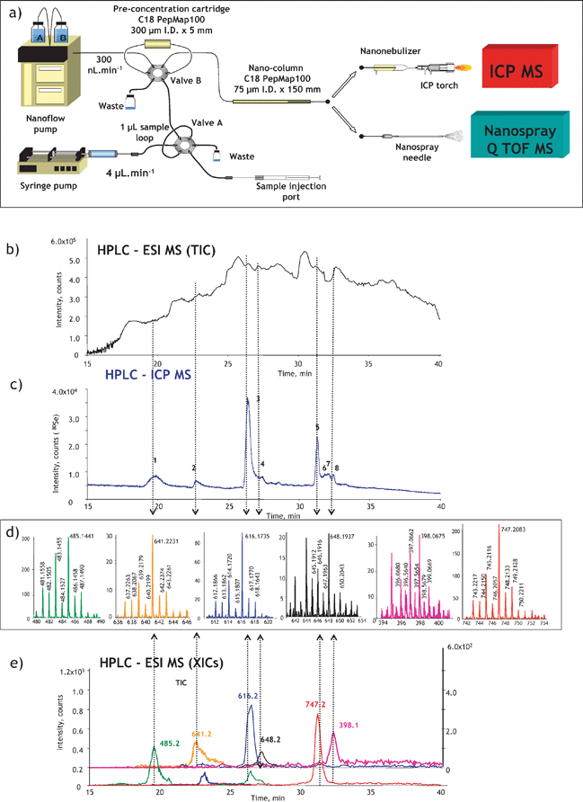 
            ICP-MS-assisted shotgun proteomics approach. (a) Experimental setup; (b) a total ion current HPLC-ESI MS chromatogram; (c) HPLC-ICP MS chromatogram (Se-specific); (d) selenium isotopic patterns found in ESI mass spectra corresponding to the selenium ICP MS peaks; (e) extracted ion ESI chromatograms for Se-containing peptides. The example concerns the analysis for Se-containing proteins in Brazil nuts.44