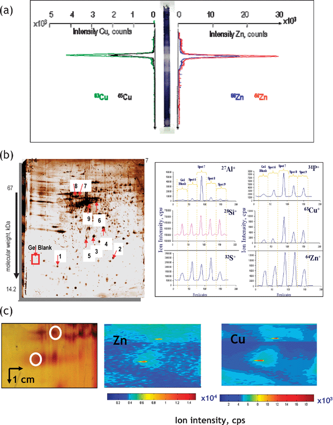 Principal modes of data acquisition in gel electrophoresis laser ablation – ICP MS. (a) Lane scan (the example concerns detection of Zn and Cu in superoxide dismutase isoforms. Reprinted with permission from ref. 55; (b) spot-to-spot hopping. The example concerns the analysis of metal-containing proteins in human brain. Reprinted with permission from ref. 56 (c) imaging mode. The example concerns the analysis of metalloproteins in rat kidney extract.57