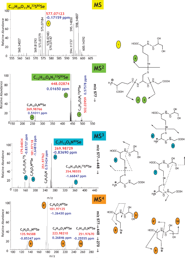 
              De
               novo identification of metallometabolites by multistage MS. The example concerns the identification of a Se-metabolite in Se-rich yeast. Reprinted with permission from ref. 68.