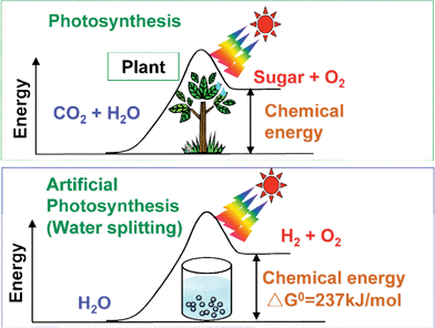Photosynthesis by green plants and photocatalytic water splitting as an artificial photosynthesis.
