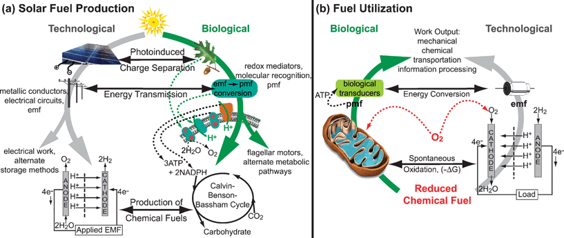 Comparison of biological and technological systems for (a) solar energy conversion to fuels and (b) the utilization of this stored chemical energy. Both biology and technology use functionally analogous steps, indicated by horizontal arrows, during fuel production and consumption. However, a key difference is the use of molecular recognition and pmf in biology, as compared to the electrical circuits and emf used in technological systems.