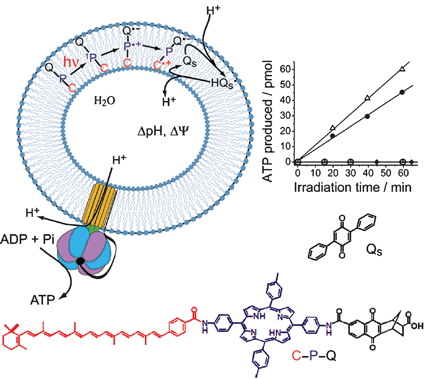 An artificial photosynthetic membrane converting light energy into pmf, thereby driving ATP synthesis. Molecular triad (C–P–Q) molecules are inserted into a liposome containing the lipid soluble quinone shuttle (QS). Photoinduced charge separation gives rise to proton pumping via QS. With ATP synthase incorporated into the membrane, the resulting pmf is utilized for the synthesis of ATP. The graph shows the amount of ATP produced as a function of irradiation time for [ATP] = [ADP] = 0.2 mM and [Pi] = 5 mM, open triangles and [ATP] = 0.2 mM, [ADP] = 0.02 mM and [Pi] = 5 mM, filled circles, as well as for control experiments. The figure is adapted from ref. 28.