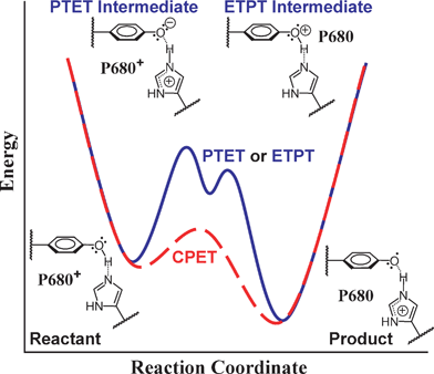 Conceptual reaction coordinate diagram for the oxidation of TyrZ by P680˙+, showing the relationship between the potential energy surfaces for concerted and stepwise processes. The concerted proton electron transfer (CPET), red dashed line, has a single transition state and no intermediate state. Both of the stepwise mechanisms (PTET or ETPT), for simplicity represented by a single blue line, involve a high-energy intermediate. A putative hydrogen bond between TyrZ and His190 is shown, and His190 likely acts as a proton acceptor upon deprotonation of TyrZ.