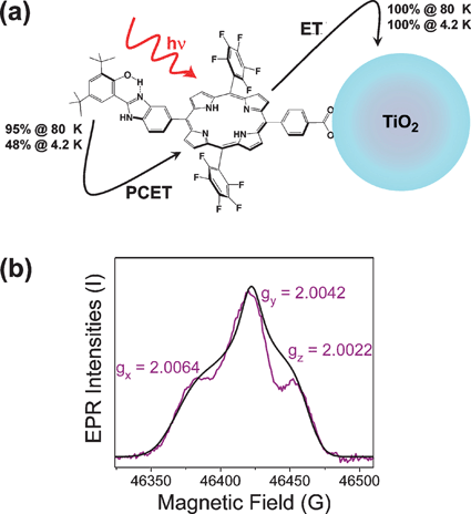 A photochemically active mimic of the chlorophyll-TyrZ-His190 complex of PSII. (a) A modified bis-pentafluorophenyl porphyrin is adsorbed to colloidal TiO2. Light excitation gives rise to a photoinduced electron transfer from the excited porphyrin to the TiO2 conduction band. A secondary, temperature-dependent hole transfer from the photo-oxidized porphyrin to the hydrogen-bonded phenol moiety is observed. (b) A photoinduced D-band (130 GHz) EPR difference spectrum at 13 K, purple line, along with a simulated phenoxyl radical spectrum, black line, demonstrating the formation of the phenoxyl radical. The figure is adapted from ref. 41.