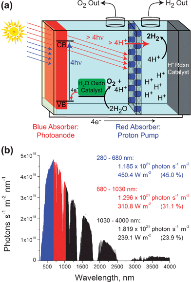 A proposed method of coupling pmf to redox chemistry in a human-engineered construct. (a) A schematic drawing of the proposed dual-photosystem device. ‘Blue’ photons are absorbed by the top absorber (colored red), driving charge separation which is coupled to O2 and H2 producing catalysts. ‘Red’ photons pass through this top light-absorber, and are absorbed by photosynthetic proton-pumps (colored blue) embedded in the ion-impermeable membrane separating the two solutions. Provided that the proton ‘current’ is greater than the electrical current, this device would generate ΔpH, thereby reducing the voltage required for the overall water splitting reaction. (b) The AM1.5G solar spectrum, divided into ‘blue’, ‘red’, and ‘far-red’ regions. For each wavelength range, the photon flux and energy flux are listed, along with the percentage of the total solar energy contained in that region of the spectrum (listed in parentheses). The particular wavelength ranges were chosen by analogy with natural photosynthesis, and do not represent the ideal theoretical absorption thresholds for a dual-photosystem photoconversion device.