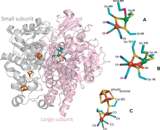 
          Hydrogenases and their active sites and relays. Left: Ribbon representation of the X-ray determined structure of Dg [NiFe]-H (PDB code 1YQ9). Right: The structures of the active sites. A shows the active site of Db [NiFeSe]-H in its active state (PDB code 1CC1), B shows the active site of Dg [NiFe]-H in the oxidised inactive ‘Ni-A’ state (PDB code 1YQ9) in which an inhibitory peroxide is present in the bridging position, and C shows the active site (the ‘H-cluster’) of Dd [FeFe]-H (PDB code 1HFE) in its active form.