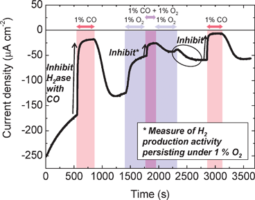 H2 production in the presence of O2 by Db [NiFeSe]-H. Experimental conditions: electrode rotation 3000 rpm, –0.45 V vs.SHE, pH 6.0, 30 °C, N2 is the carrier gas throughout the experiment and the concentrations of CO and O2 indicated are introduced into the head gas. Figure reproduced, with permission, from ref. 29 (copyright 2008 American Chemical Society).