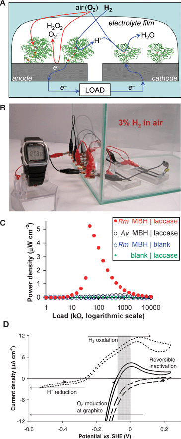 H2oxidation in air and power generation in a membraneless H2/O2fuel cell. Panel A: Schematic diagram summarising the reactions taking place in the fuel cell: desirable reactions are shown in blue whilst undesirable reactions are shown in red. Panel B: Using the fuel cell to generate useful power. Panel C: Power vs. applied resistance curves show that power is not produced when the O2-tolerant Rm [NiFe]-MBH was replaced with the O2-sensitive Av [NiFe]-MBH, or when either enzyme was omitted. Experimental conditions were pH 5, 25 °C. Panel D: Cyclic voltammograms of Rm [NiFe]-MBH under conditions of 1% H2 in N2 (dotted) and 1% H2 in air (bold); the response of a blank electrode in 1% H2 in air is also shown (dashed). All pH 5.5, 30 °C, scan rate 2 mV s−1. Panels A and B are reprinted with permission from ref. 47, reproduced by permission of the Royal Society of Chemistry, and Panel D is reprinted with permission from ref. 46 (copyright 2008 American Chemical Society).