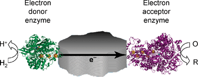 A schematic representation of catalytic electron flow through a conducting particle to which are attached a hydrogenase and another enzyme capable of catalysing a reduction process using electrons produced through H2oxidation.