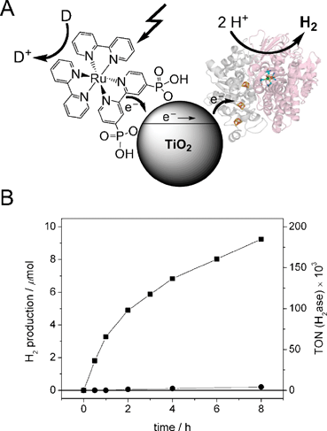 (A) Schematic representation of visible light-driven H2 production with Db [NiFeSe]-H attached on ruthenium-dye sensitized TiO2nanoparticles, in the presence of a sacrificial electron donor D. (B) Time-dependent H2 evolution from bio-photocatalytic experiments (λ > 420 nm) with this system at 25 °C in buffered neutral water (squares) measured by gas chromatography. The turnover numbers (TON) are defined as mol H2 produced per mol of hydrogenase (shown in thousands) and a control experiment (no dye) is also shown (circles). Chem. Commun., DOI: 10.1039/b817371k. Reproduced by permission of the Royal Society of Chemistry.