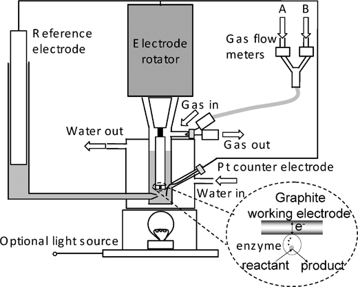 A schematic diagram of the apparatus used for protein film voltammetry experiments. The cell fits tightly against an electrode rotator and is equipped with gas flow controllers for providing accurate mixtures of gases.