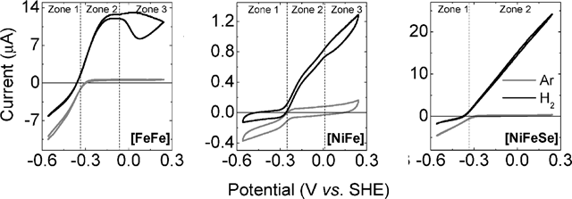 
            Cyclic voltammograms comparing the catalytic activities, catalytic bias and extent of anaerobic inactivation of different hydrogenases as a function of potential. Experiments were conducted on films of Dd [FeFe]-H (10 °C, pH 6.0, scan rate 50 mV s−1), Rm [NiFe]-MBH (30 °C, pH 5.5, scan rate 20 mV s−1) and Db [NiFeSe]-H (25 °C, pH 6.0, scan rate 10 mV s−1) under Ar (grey lines) and H2 (black lines). The electrode was rotated at a constant rate ≥2500 rpm in each case. The results show that the [FeFe]-H is the most biased towards H2 production and that the [NiFeSe]-H is the least prone to anaerobic inactivation.