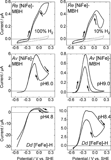 Comparison of anaerobic inactivation of hydrogenases under different conditions (the direction of potential cycling is indicated by the arrows); Re [NiFe]-MBH under atmospheres of 100% H2 and 10% H2 in N2 at pH 5.5 (30 °C, electrode rotation rate 4500 rpm, 10 mV s–1), Av [NiFe]-MBH under 100% H2 at pH 6.0 and pH 9.0 (50 °C, electrode rotation rate 2500 rpm, 0.3 mV s–1), Dd [FeFe]-H under 100% H2 at pH 4.8 and pH 8.4 (10 °C, electrode rotation rate 2500 rpm, 0.3 mV s–1). For Re [NiFe]-MBH, the response of an unmodified electrode recorded under the same conditions is overlaid. The hysteresis in zone 3 which is clearly evident in some experiments indicates where reactivation is much faster than inactivation.