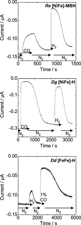 Experiments to compare the inhibition of H2 production by H2 and CO across a range of hydrogenases. All experiments were performed at –0.45 V vs.SHE at an electrode rotation rate of 3000 rpm. Experiments on Re [NiFe]-MBH and Dg [NiFe]-H were conducted at pH 5.5, 30 °C, whilst those on Dd [FeFe]-H were conducted at pH 6.0, 10 °C. All gas concentrations are 100% unless otherwise stated. Note the unusual case of Re [NiFe]-MBH, where H2 production is inhibited much less by CO than by H2.