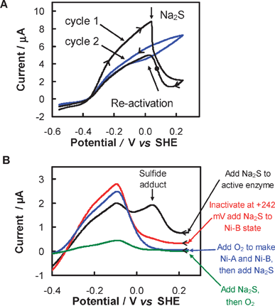 Voltammetric experiments to investigate the reaction of sulfide with a [NiFe]-hydrogenase (Dv [NiFe]-MBH). All experiments were conducted at pH 6, 45 °C, electrode rotation rate of 2500 rpm, under 1 bar H2. The voltammograms in panel A were recorded at 3 mV s–1 and the voltammograms in Panel B were recorded at 1 mV s–1. Figure reproduced with permission from ref. 41 (copyright 2006 American Chemical Society).