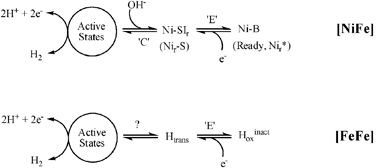 Simplest electrochemical representations of the conversions between active and inactive states of hydrogenases in the presence of H2. Note that in the case of [FeFe]-hydrogenases, we consider the active site to be just the [FeFe] unit and neglect redox changes at the FeS cluster.