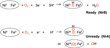 Representations of the products of aerobic inactivation of [NiFe]-hydrogenases. Depending on the availability of electrons, O2 is either reduced completely or trapped as a reactive oxygen species.