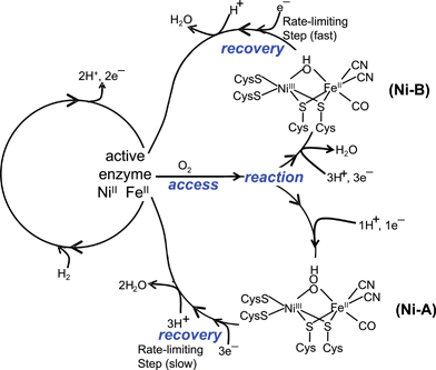 Schematic catalytic cycles for competing H2oxidation (left) and aerobic inactivation (right) of [NiFe]-hydrogenases.