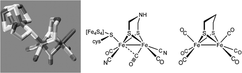 Structure of H-cluster from C. pasteurianum, a line drawing of the same, omitting the water situated near the distal (rightmost) Fe center, and the structure of the prototypical Fe2(pdt)(CO)6.