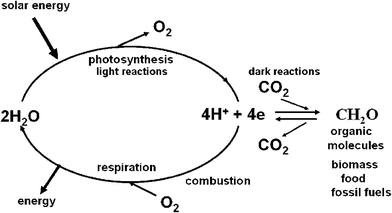 A diagrammatic representation of energy flow in biology. The light reactions of photosynthesis (light absorption, charge separation, water splitting, electron/proton transfer) provides the reducing equivalents in the form of energised electrons (e) and protons (H+) to convert carbon dioxide (CO2) to sugars and other organic molecules which make up living organisms (biomass) including those that provide humankind with food. The same photosynthetic reactions gave rise to fossil fuels formed millions of years ago. The burning of these organic molecules either by respiration (controlled oxidation within our bodies) or by combustion of biomass and fossil fuels to power our technologies, is the reverse to photosynthesis, releasing CO2 and reuniting the stored ‘hydrogen’ with oxygen to form water. In so doing energy is released, energy that originated from sunlight.