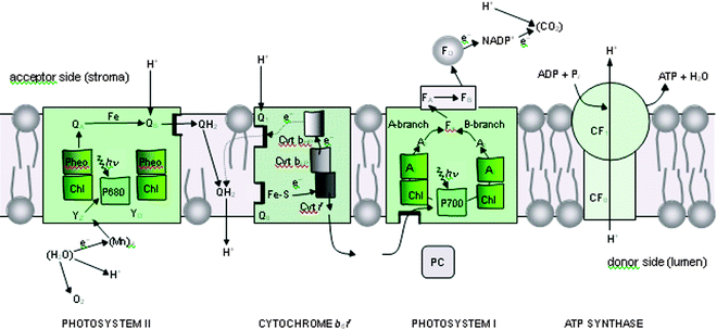 Schematic diagram of the electron–proton transport chain of oxygenic photosynthesis in the thylakoid membrane, showing how photosystem I (PSI) and photosystem II (PSII) work together to use absorbed light to oxidise water and reduce NADP+, in an alternative representation to the Z-scheme shown in Fig. 2. The diagram also shows how the proton gradient generated by the vectorial flow of electrons across the membrane is used to convert ADP to ATP at the ATP synthase complex (CF0–CF1). In both PSI and PSII, the redox-active cofactors are arranged around a pseudo-two-fold axis. In PSII, primary charge separation and subsequent electron flow occurs along one branch of the reaction centre. However, in the case of PSI, it is likely that electron flow occurs up both branches as shown. Electron flow through the cytochrome b6f complex also involves a cyclic process known as the Q cycle. YZ = tyrosine; P680 = primary electron donor of PSII composed of chlorophyll (Chl); Pheo = pheophytin; QA and QB = plastoquinone; Cyt b6f = cytochrome b6f complex, consisting of an Fe–S Rieske centre, cytochrome f (Cyt f), cytochrome b low- and high-potential forms (Cyt bLP and Cyt bHP), plastoquinone binding sites, Q1 and Q0; PC = plastocyanin; P700 = primary electron Chl donor of PSI; A0 = Chl; A1 = phylloquinone (Q); Fx, FA and FB = Fe–S centres, FD = ferredoxin; FNR = ferredoxin NADP reductase; NADP+ = oxidised nicotinamide adenine dinucleotide phosphate. YD = symmetrically related tyrosine to YZ but not directly involved in water oxidation, and QH2 = reduced plastoquinone (plastoquinol), which acts as a mobile electron/proton carrier from PSII to the cytochrome b6f complex. With the exception of the mobile electron carriers, PQ/PQH2 , PC and FD, the remaining redox active cofactors are bound to multisubunit protein complexes which span the membrane depicted as coloured boxes. Similarly CF0–CF1 is a multisubunit membrane spanning complex. Modified from ref. 13.