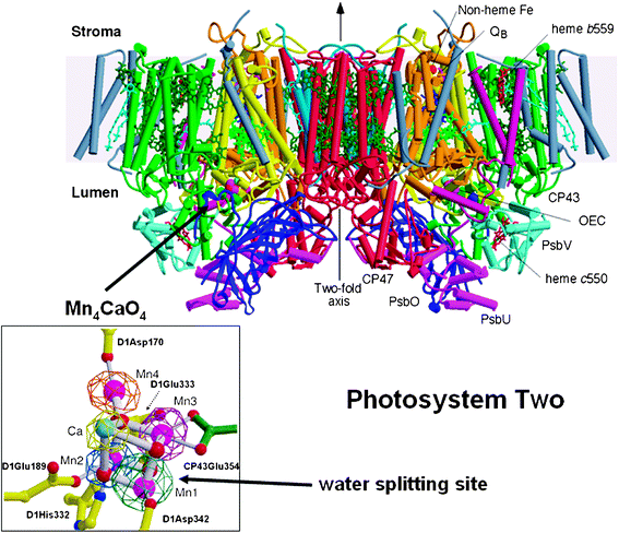 Side view of the structure of Photosystem II, the water splitting enzyme of photosynthesis. This structure was determined by X-ray crystallography.39 The complex is embedded in the thylakoid membrane spanning between their lumenal and stromal surfaces. It is composed of two monomers related to each other by a two-fold axis. Each monomer contains 19 different protein subunits with 16 being located within the membrane matrix and having σ-helices (depicted by cylinders). In total there are 35 transmembrane helices. The D1- and D2-proteins that compose the reaction centre are shown in yellow and orange, respectively. 57 cofactors were assigned to the structure, including 36 chlorophyll a molecules. Of particular importance was characterisation of the water splitting site consisting of a cubane-like organisation of a Mn3CaO4-cluster with a fourth Mn linked to the cubane by mono-μ-oxo bridges (see insert where Mn ions are shown in magenta, calcium in turquoise and oxygen atoms in red). This catalytic centre is located on the lumenal side of the complex and is stabilised and shielded by three extrinsic proteins, PsbO, PsbU and PsbV. Also shown in the insert are the amino acids which provide ligands to the metal cluster. Figure modified from ref. 39.