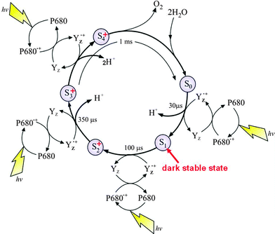The S-state cycle showing how the absorption of four photons of light (hν) by P680 drives the splitting of two water molecules and formation of O2 through a consecutive series of five intermediates (S0, S1, S2, S3 and S4). Protons (H+) are released during this cycle except for the S1 to S2 transition. Electron donation from the Mn4Ca-cluster to P680˙+ is aided by the redox active tyrosine YZ. Also shown are half-times for the various steps of the cycle.
